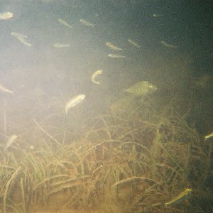 /Albums/8/993433 R1 04 5a