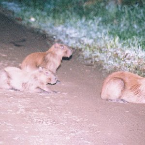 /Albums/8/993433 R2 00 0a