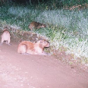 /Albums/8/993433 R2 02 2a