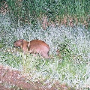 /Albums/8/993433 R2 03 3a