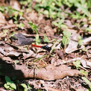 /Albums/8/993433 R2 08 8a