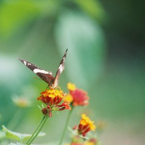 /Albums/8/993433 R2 22 22a