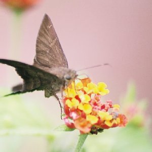 /Albums/8/993433 R2 26 26a