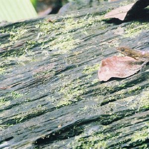 /Albums/9/449951 R1 05 31a 006