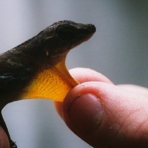 /Albums/9/449951 R1 10 26a 011