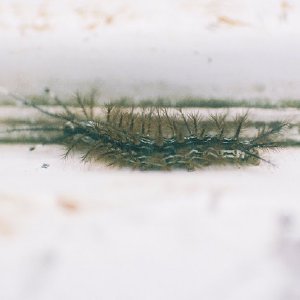 /Albums/9/449951 R1 12 24a 013