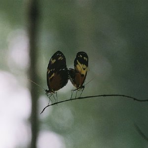 /Albums/9/993433 R3 24 24a