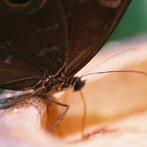 /Albums/9/993433 R3 35 35a