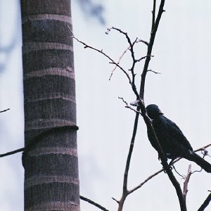 /Albums/9/993433 R4 02 3