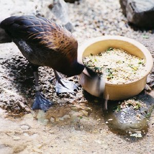 /Albums/9/993433 R4 09 10