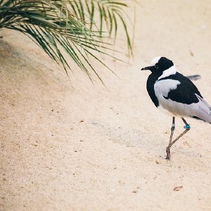 /Albums/9/993433 R4 12 13