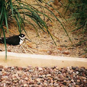 /Albums/9/993433 R4 14 15