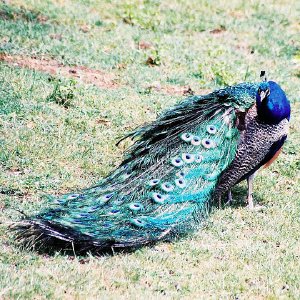 /Albums/9/993433 R4 23 24