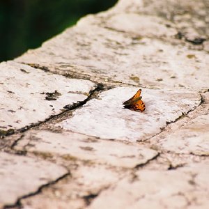 /Albums/9/993433 R5 04 5